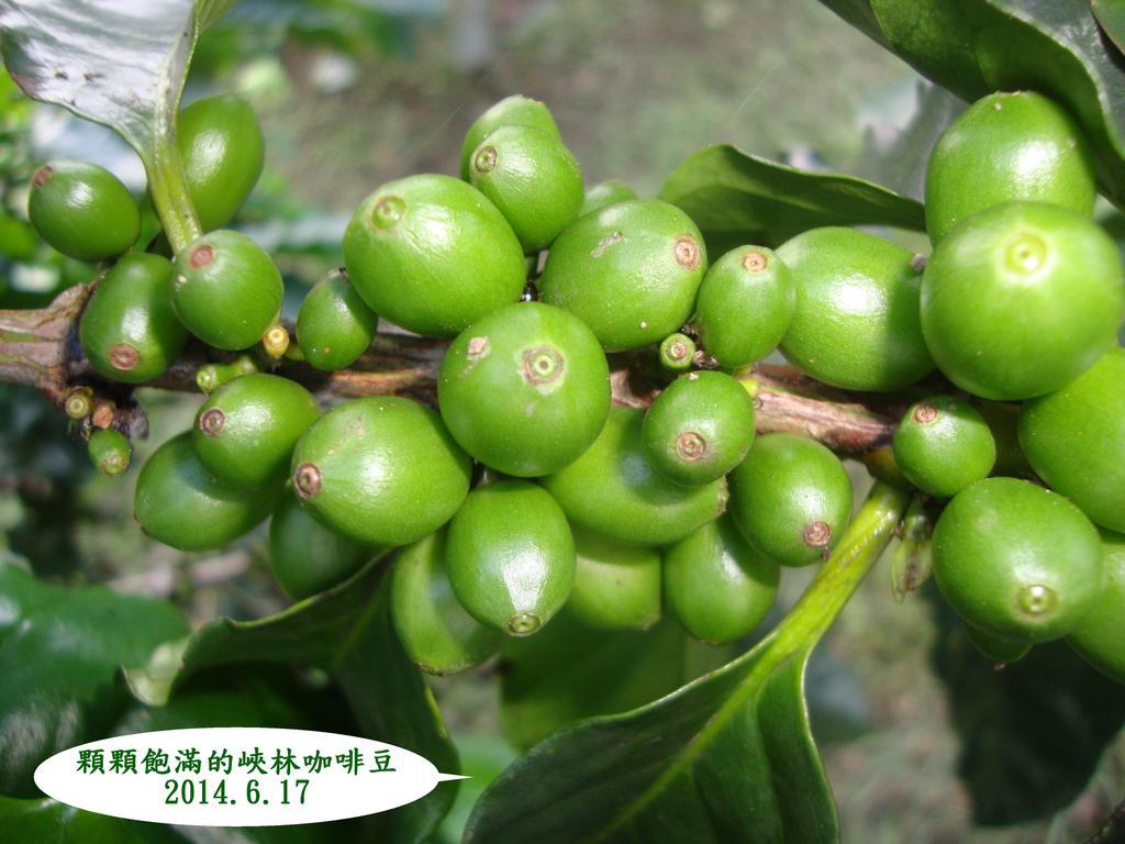 Taroko Sialin Coffee Farm Homestay Xiulin Exteriér fotografie
