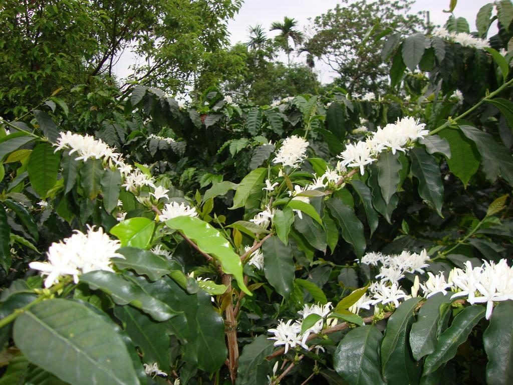 Taroko Sialin Coffee Farm Homestay Xiulin Exteriér fotografie